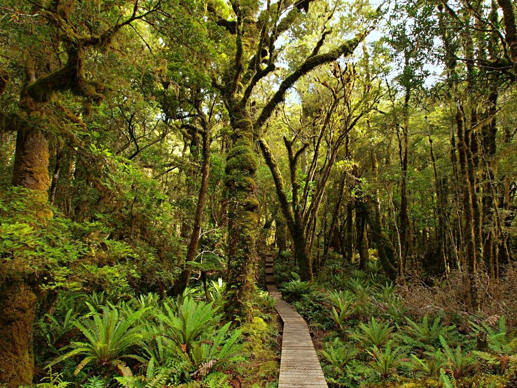 Влажные субтропические леса климат. Фьордленд лес. Нотофагусовые леса новой Зеландии. Субтропический лес новой Зеландии. Новая Зеландия вечнозеленые леса.
